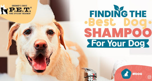 Finding The Best Dog Shampoo For Your Dog