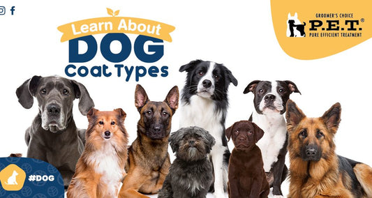 Learn About Dog Coat Types
