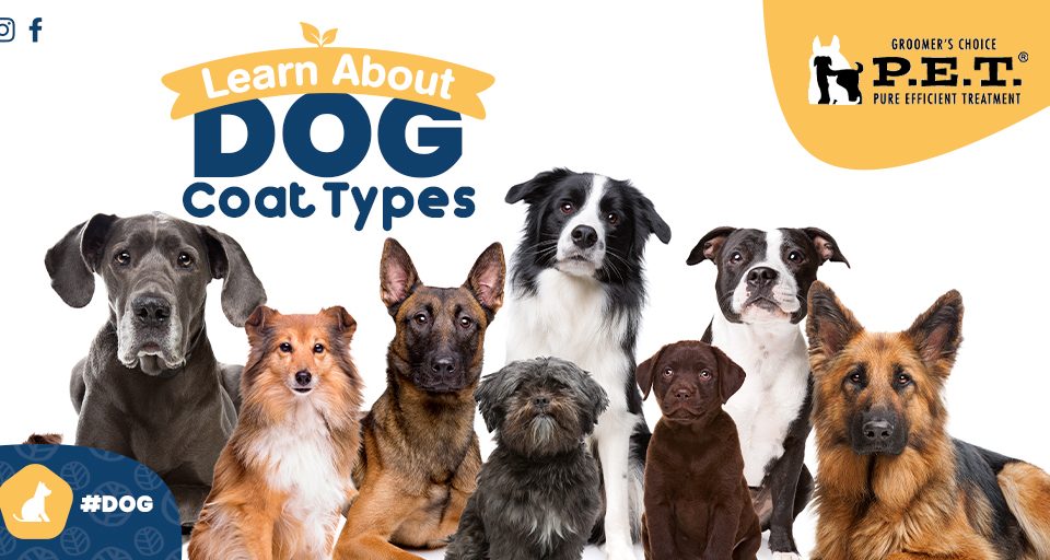 Learn About Dog Coat Types