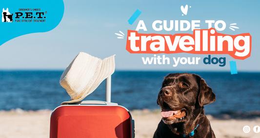 A guide to travelling with your dog