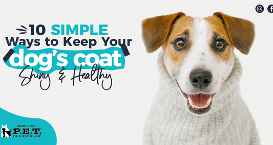 10 Simple Ways to Keep Your Dog’s Coat Shiny and Healthy